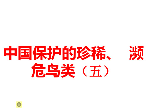 幼儿中文杜曼闪卡百科卡-鸟系列 中国保护的珍稀、濒危鸟类(五)雉科(1)