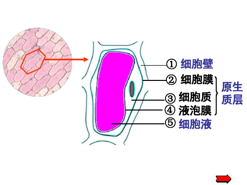 高中生物课件质壁分离实验