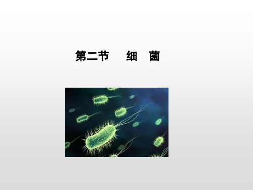 济南版七年级生物上册课件：第二单元 第三章 第二节 细菌(共19张PPT)