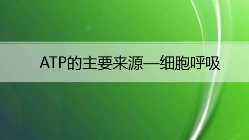 精品课件：ATP的主要来源—细胞呼吸