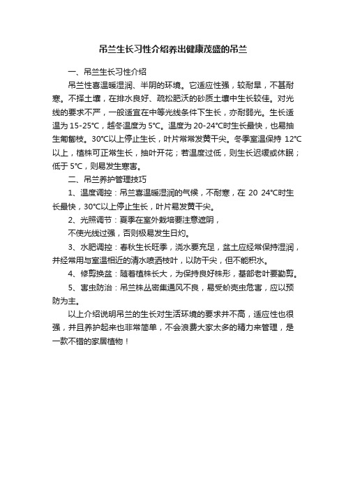 吊兰生长习性介绍养出健康茂盛的吊兰