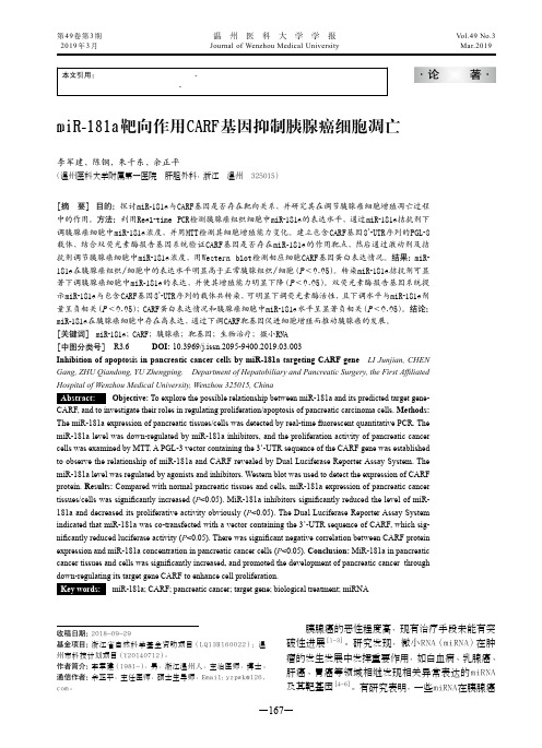 miR181a靶向作用CARF基因抑制胰腺癌细胞凋亡