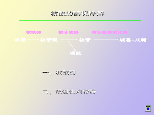 核酸的酶促降解及核苷酸代谢