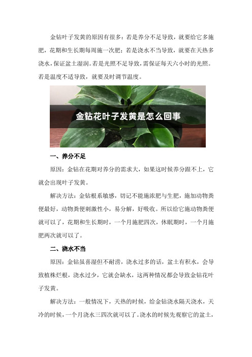 金钻花叶子发黄是怎么回事