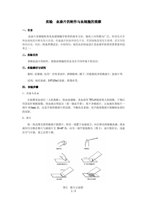 实验  血涂片的制作与血细胞的观察