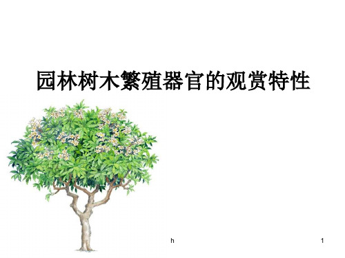 园林树木繁殖器官的观赏特性