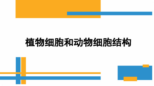 七年级生物上册 植物细胞和动物细胞结构