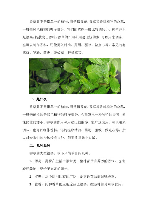 香草是什么植物