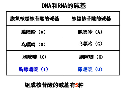 核酸碱基