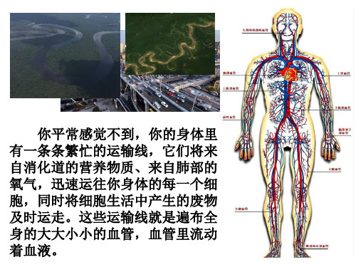 流动的组织---血液  课件人教版生物七年级下册