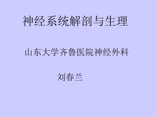 神经系统解剖与生理