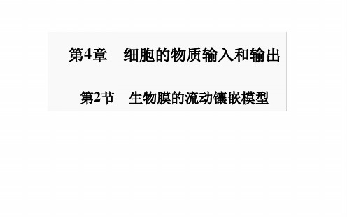 人教版高中生物必修1分子与细胞生物膜的流动镶嵌模型课件2