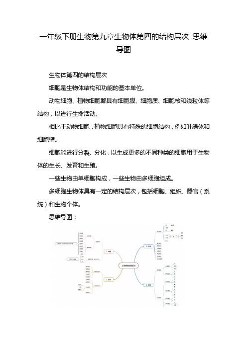 一年级下册生物第九章生物体第四的结构层次 思维导图