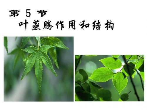 八年级下第3章第五节叶的蒸腾作用和结构