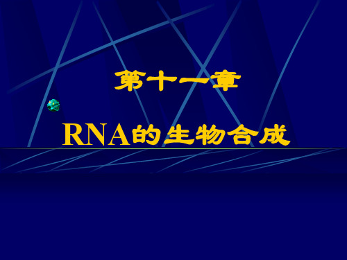 11RNA的生物合成