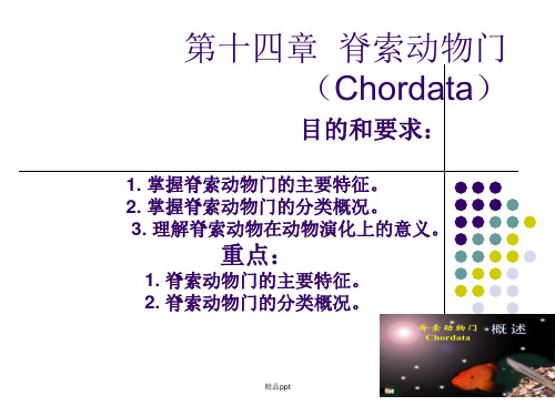 脊索动物PPT课件