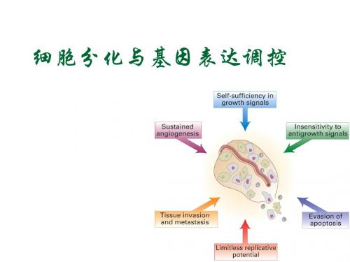 细胞分化与基因表达调控 ,癌细胞  肿瘤干细胞