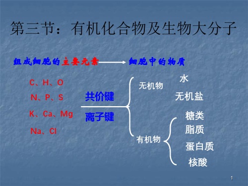 糖类和脂质ppt课件