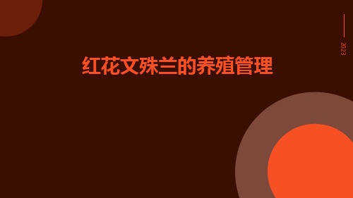 红花文殊兰的养殖管理