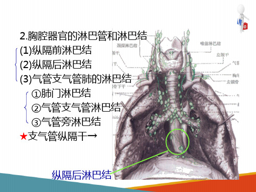 淋巴系统—部分重要器官的淋巴引流(人体解剖学课件)