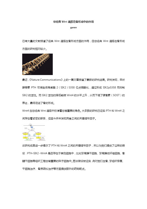 非经典Wnt通路在骨形成中的作用