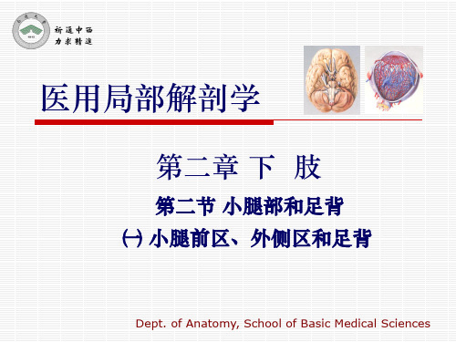 医用局部解剖学-小腿前区、外侧区和足背