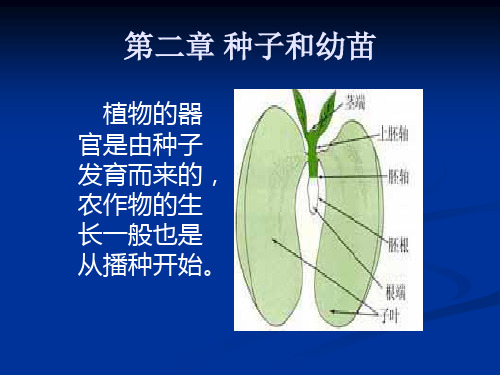 第二章_种子和幼苗 植物学 教学课件