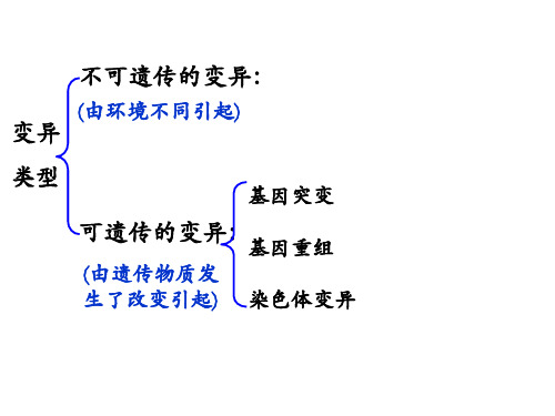 高中生物课件-- 染色体变异