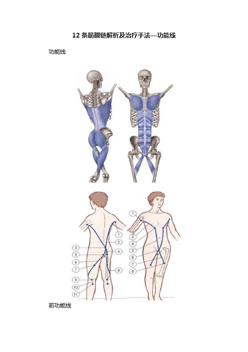 12条筋膜链解析及治疗手法—功能线