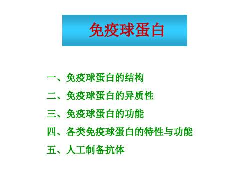 一、免疫球蛋白的结构二、免疫球蛋白的异质性三、免疫球蛋白的功能四、各类免疫球蛋白的特性与功能五、人工