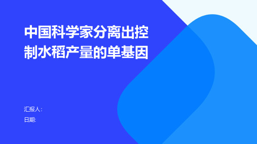 中国科学家分离出控制水稻产量的单基因