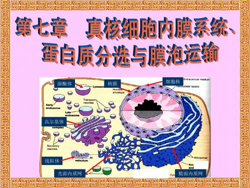 7真核细胞内膜系统、蛋白质分选与膜泡运输68