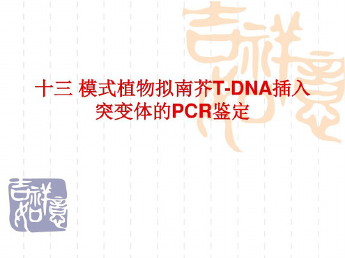 模式植物拟南芥T-DNA插入突变体的PCR鉴定资料-2022年学习资料