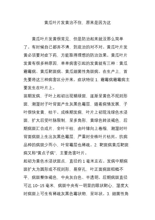 黄瓜叶片发黄治不住,原来是因为这