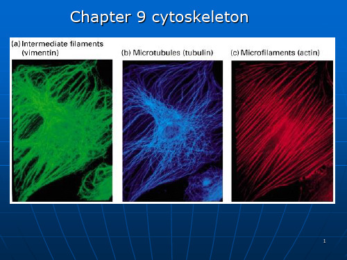 细胞骨架PPT课件