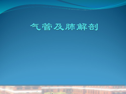 支气管及肺解剖