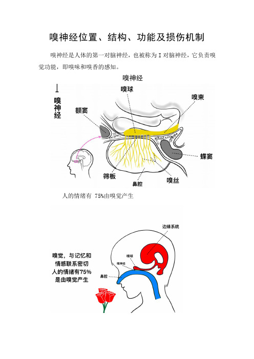 嗅神经位置、结构、功能及损伤机制