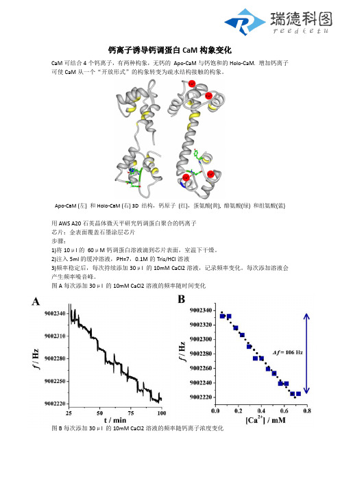 钙离子诱导钙调蛋白CaM构象变化