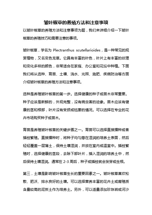 皱叶椒草的养殖方法和注意事项