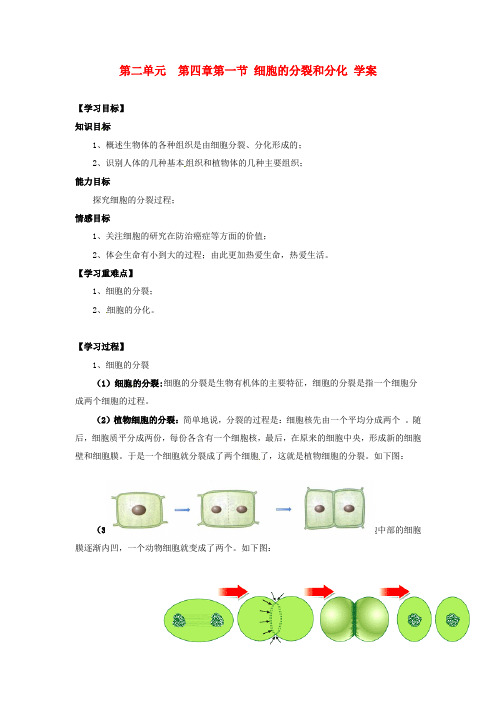 七年级生物下册 7.2《细胞的分裂和分化》学案(无答案) 苏科版