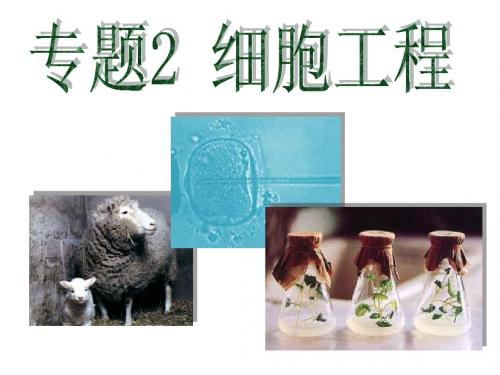 人教版高中生物选修三2.1.1《植物细胞工程的基本技术》课件(共27张PPT)