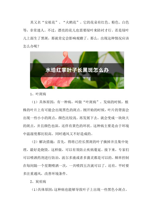 水培红掌叶子长黑斑怎么办