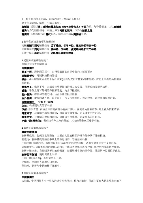 脑干外形
