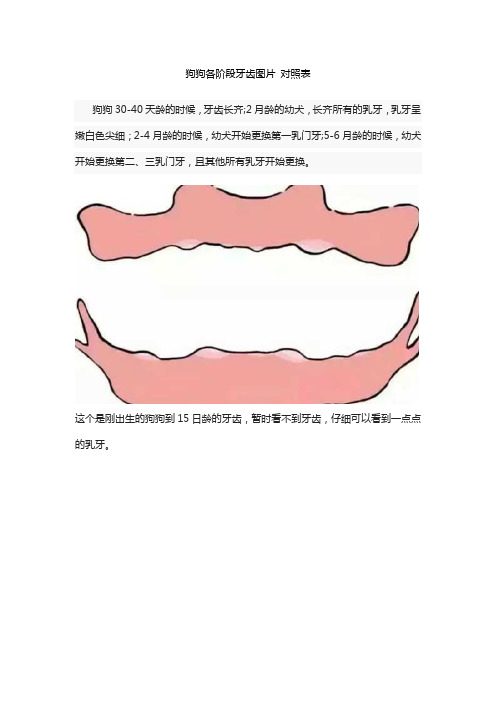 狗狗各阶段牙齿图片 对照表