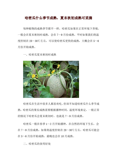 哈密瓜什么季节成熟,夏末秋初成熟可采摘