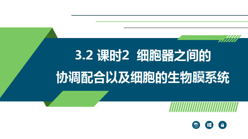 细胞器之间的协调配合以及细胞的生物膜系统课件-高一生物人教版(2019)必修1