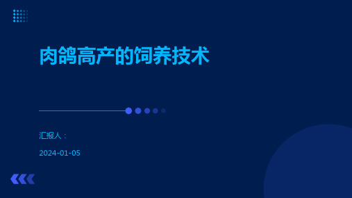 肉鸽高产的饲养技术