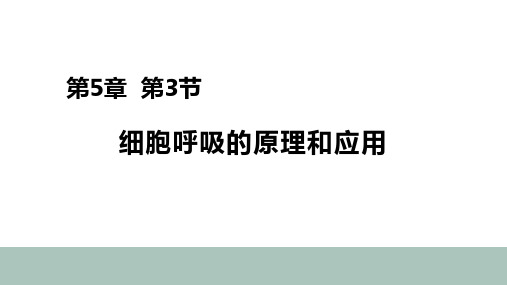 高中生物——细胞呼吸的原理和应用