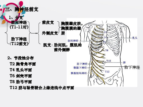 脊神经2胸神经前支、腰丛、骶丛ppt课件