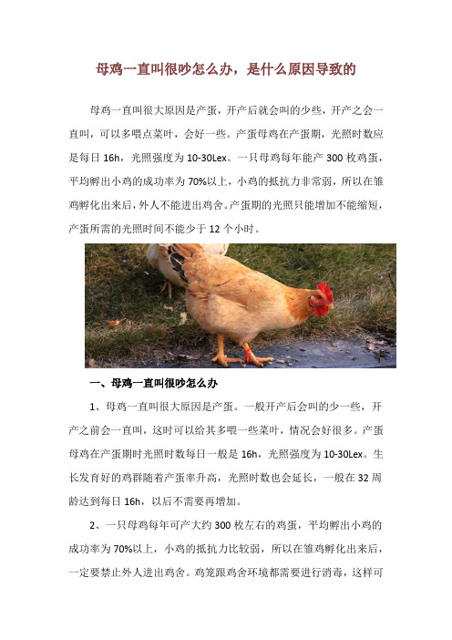 母鸡一直叫很吵怎么办,是什么原因导致的